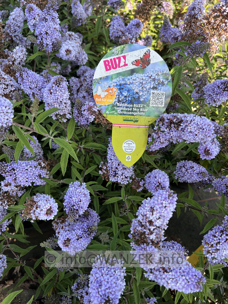 Buddleja BUZZ Improved Sky Blue.jpg